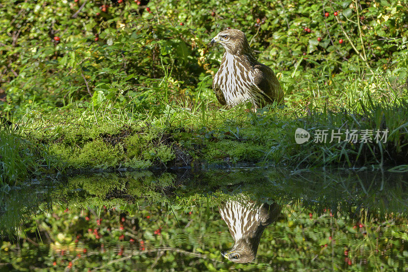 秃鹰(Buteo Buteo)